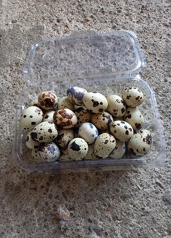 4 Paket kuluçkalık bıldırcın yumurtası