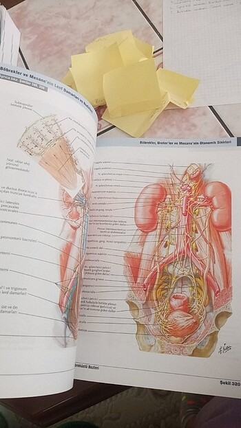  Beden Renk İnsan anatomisi atlası 