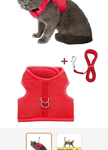 Kedi tasması