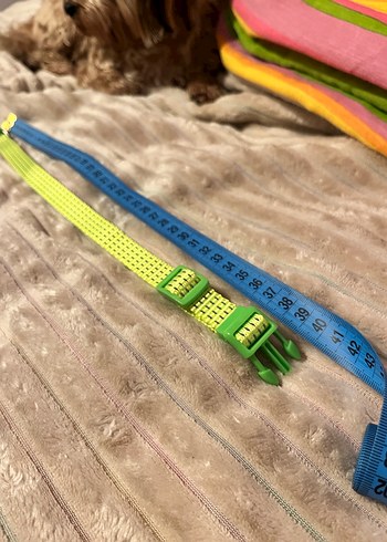 Renkli Bağlamalı Yeşil Köpek Tasması - Görsel 4