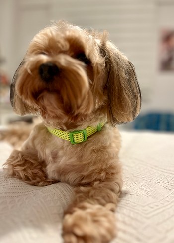 Renkli Bağlamalı Yeşil Köpek Tasması - Görsel 2