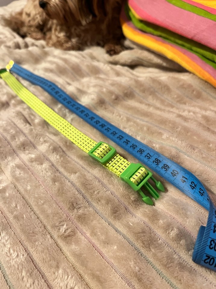 Renkli Bağlamalı Yeşil Köpek Tasması - Görsel 4