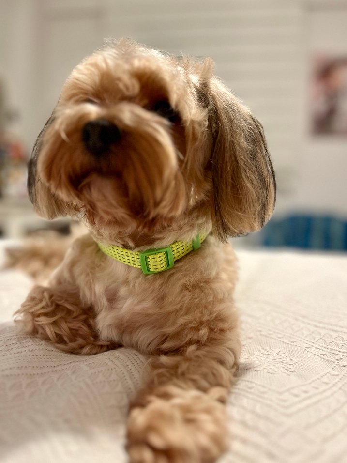 Renkli Bağlamalı Yeşil Köpek Tasması - Görsel 2