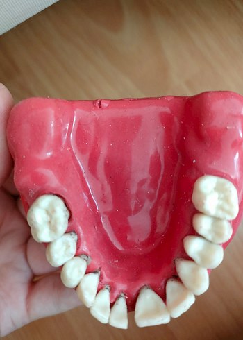 Periodontoloji çene