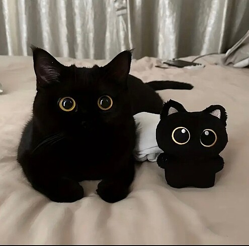  Beden Siyah kedi Anahtarlık/Peluş