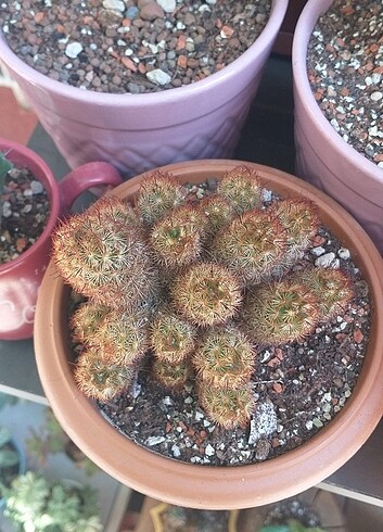 Mammiloria elegante