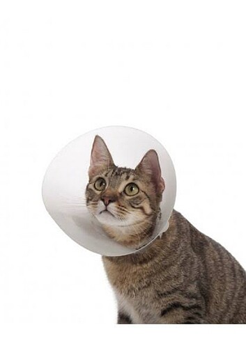 Kedi köpek Yakalık  - Görsel 2