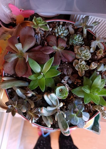 Renkli Sukulent çelik aeonium echeveria grenovia
