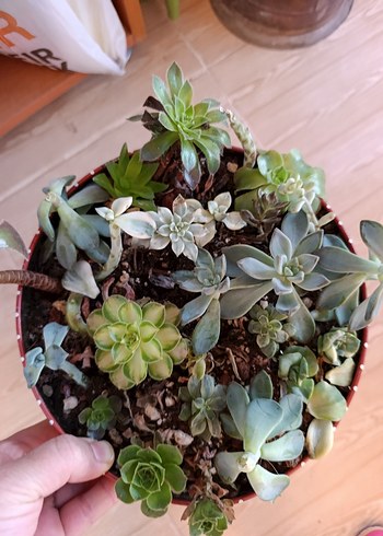Çiçek Renkli Sukulent çelik aeonium echeveria grenovia