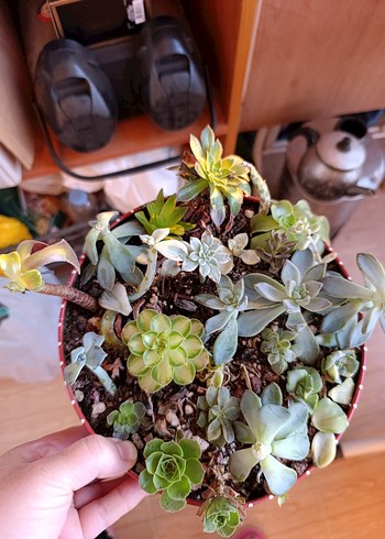 Beden Renkli Sukulent çelik aeonium echeveria grenovia