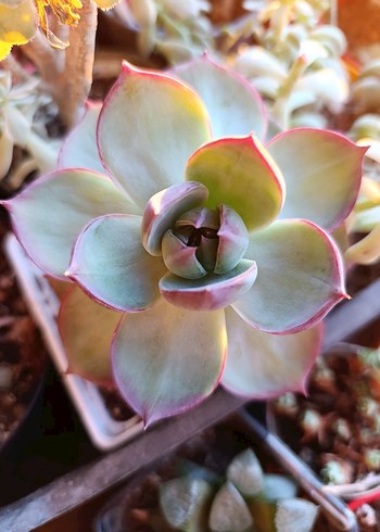 özel tür echeveria