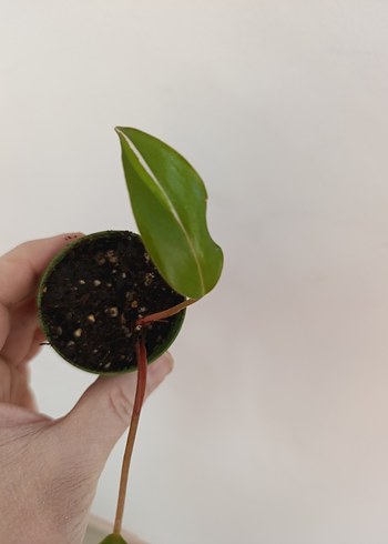 Beden philodendron green prences