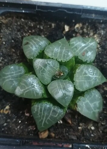 Haworthia özel tür 