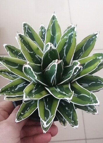 Agave variegata