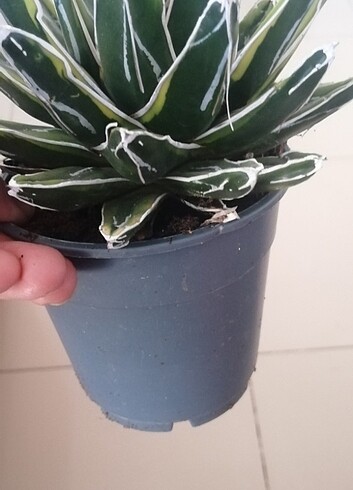 Diğer Agave variegata