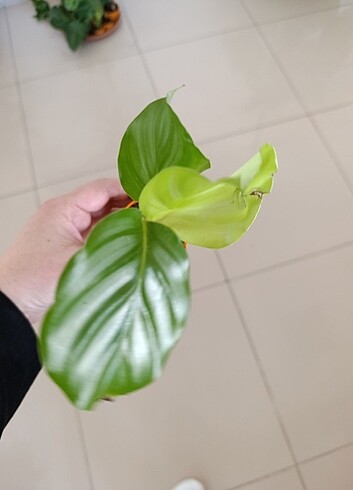 Calathea dua çicegi