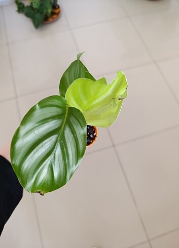 Diğer Calathea dua çicegi