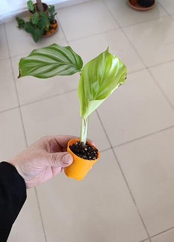 Beden Calathea dua çicegi