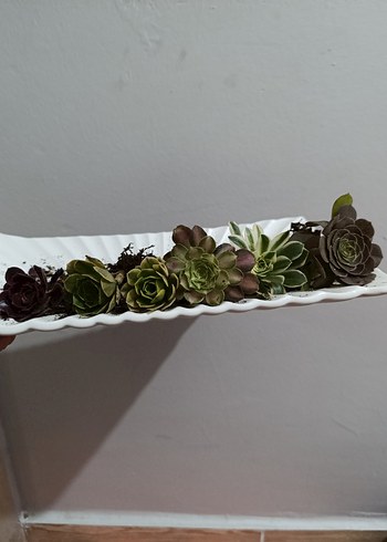 aeonium köklü