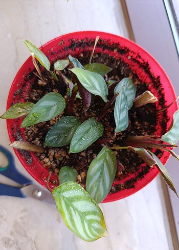 calathea dua çiçeği