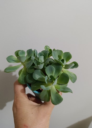 echeveria Atlantis