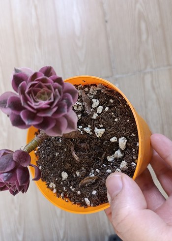 aeonium Pink witch