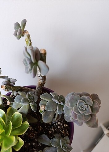 Tasarımcı Purple delight