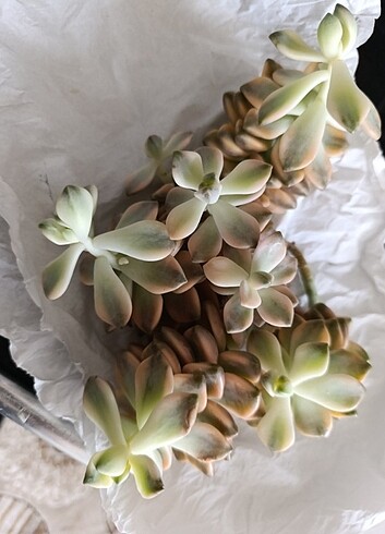 Aprocit apricot variegata