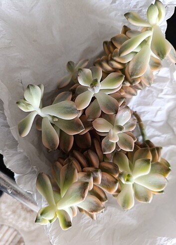 Diğer Aprocit apricot variegata
