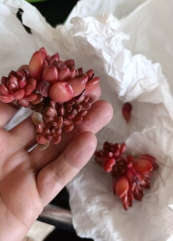 Beden Sedeveria red ruby