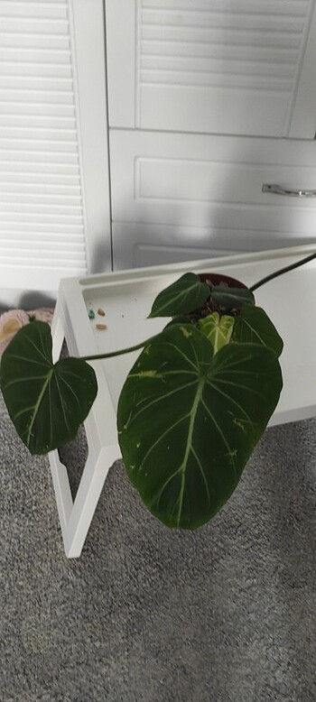 Çiçek Philodendron Gloriosum 