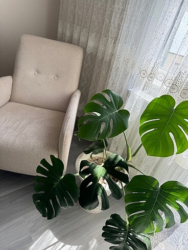 Deve tabanı (monstera)