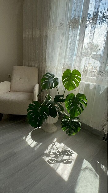 Beden yeşil Renk Deve tabanı (monstera)