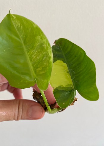 Diğer Philodendron burle marx veregata