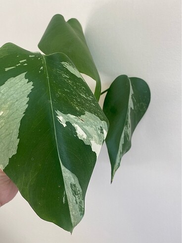Monstera albo veriegata