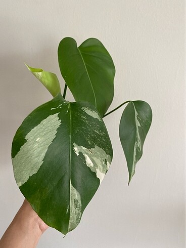 Beden çeşitli Renk Monstera albo veriegata