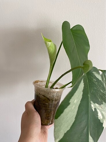 Diğer Monstera albo veriegata