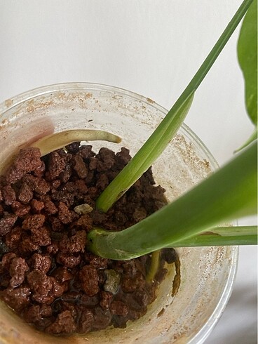 Beden Monstera albo veriegata