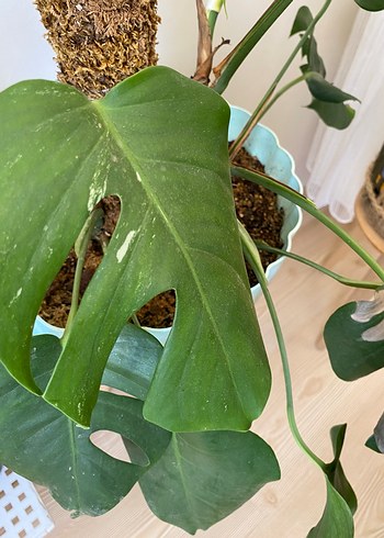 Monstera albo veriegata
