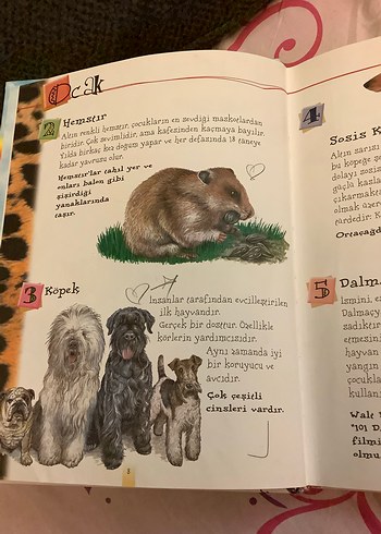 Beden Renk 365 İlginç Yönleriyle Hayvanlar Çocuk Kitabı