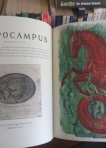 Harry Potter Fantastik Canavarlar Nelerdir Illustrated Edition - Görsel 10