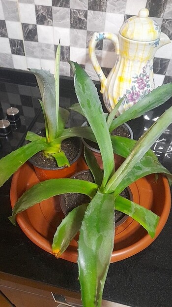 ALOEVERA