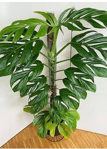 Monstera Pinnatipartita celik