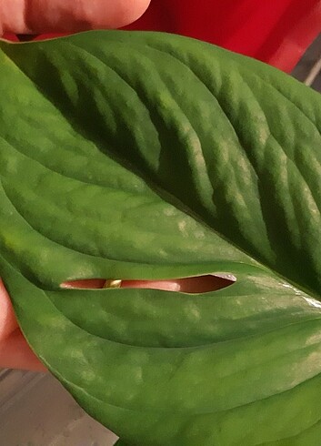 Diğer Monstera Pinnatipartita celik