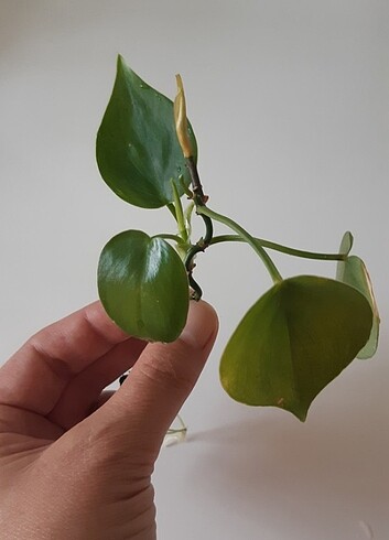 Philodendron green