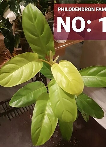 Philodendron Malay Gold celik