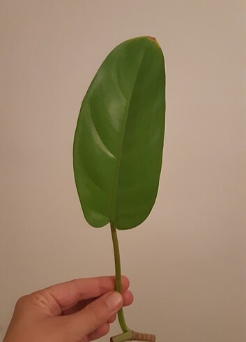 Beden Philodendron Malay Gold celik