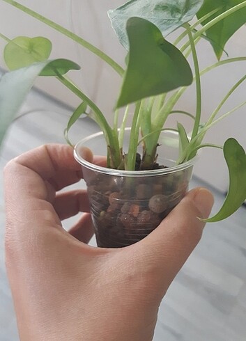 Alocasia Cuculata 