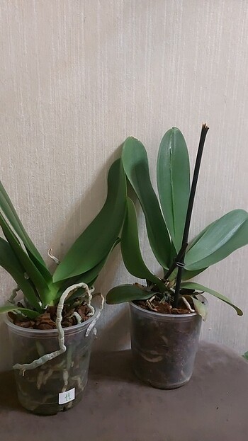İki adet ortalama ithal Orkide