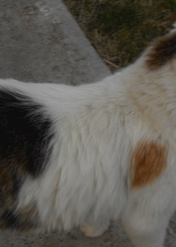 Nikon Coolpix s4200 Dijital Kamera - Görsel 6